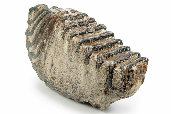 Southern Mammoth Lower M Molar - Hungary #357049